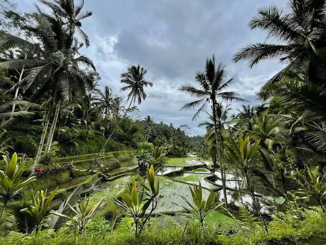 5 островов Индонезии (Бали, Нуса Пенида, Ява, Флорес, Комодо) 13 дней (19/122)