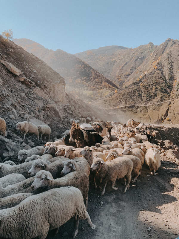 Комфортный тур в Дагестан все_включено (6/60)