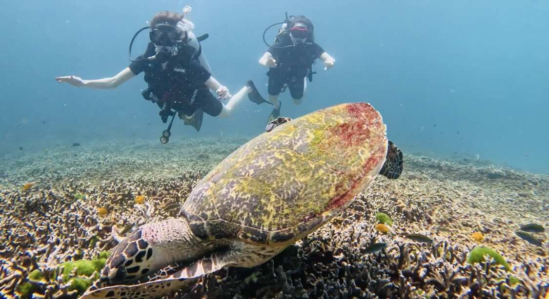 Дайвинг с индивидуальным инструктором. Для Новичков и профессионалов
