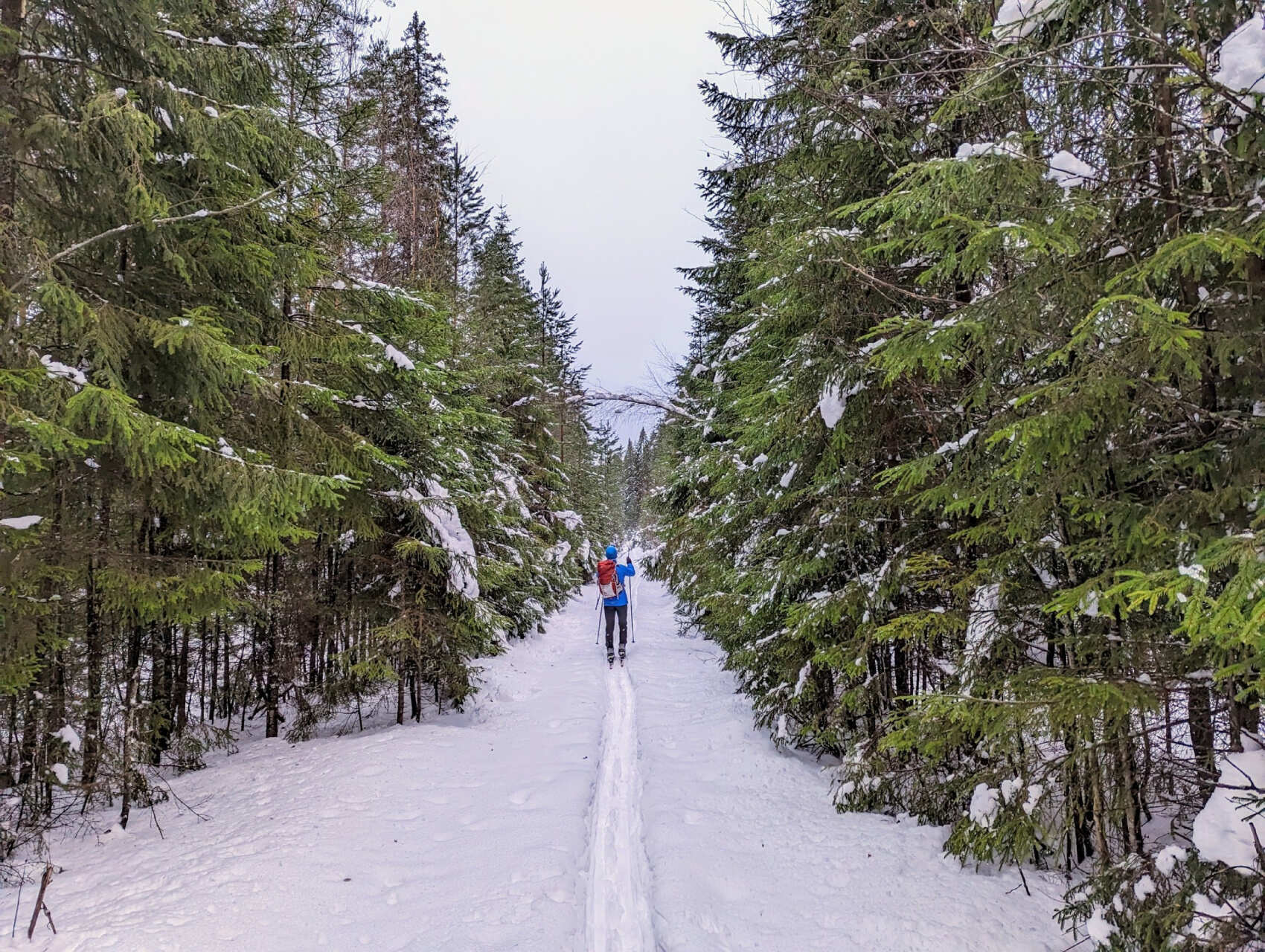 Лыжная прогулка по Линдуловской роще. Однодневный выезд из Петербурга (5/10)