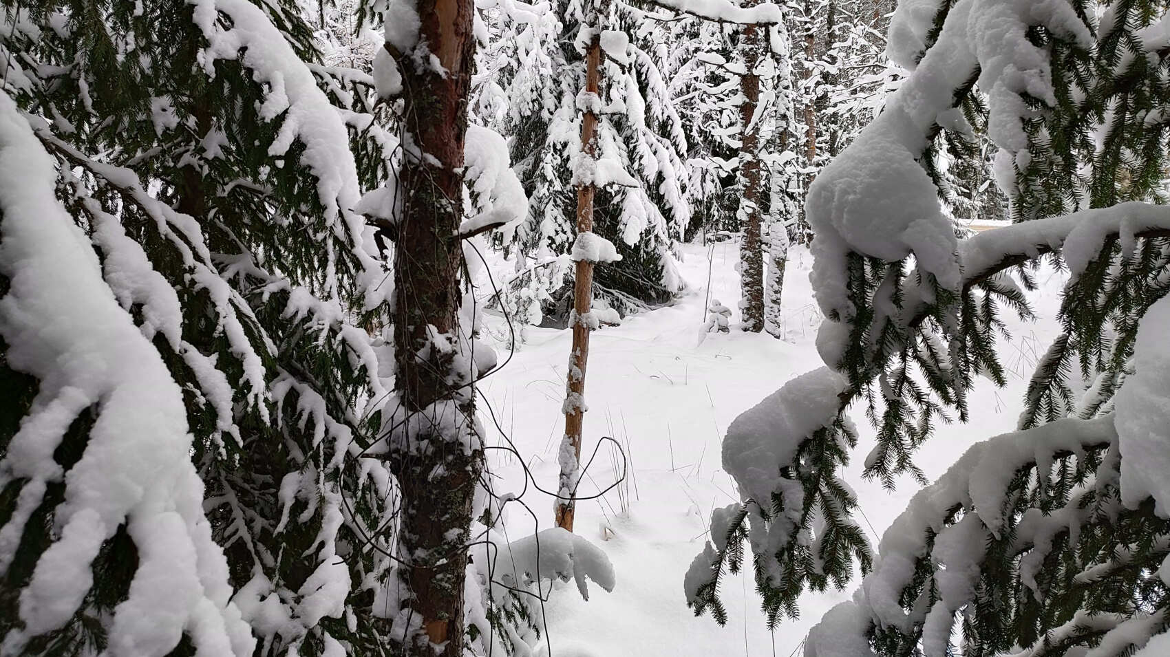 В Карелию на день из Петербурга в мини-группе! (5/7)