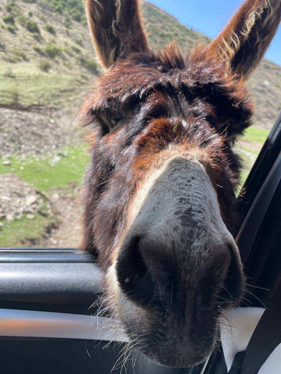Йога трекинг тур в Северную Осетию (9/44)