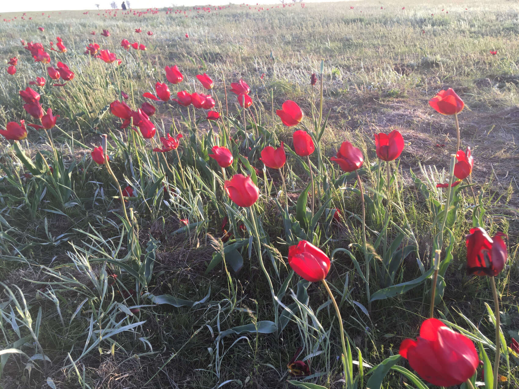 Калмыкия, тюльпанные поля, озеро Баскунчак и Золотая Элиста (5дн./5 ноч.) (8/51)