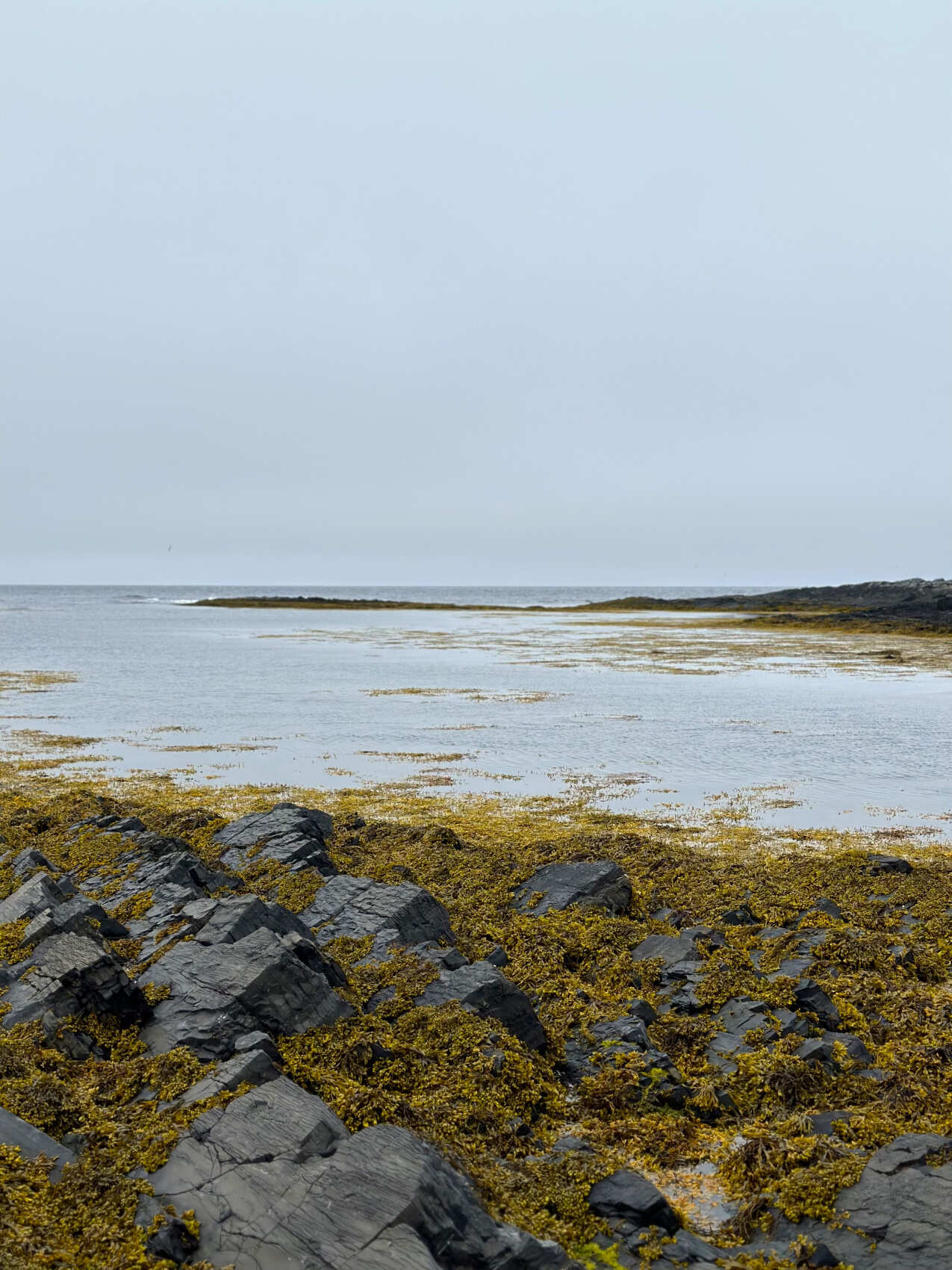 Рыбачий-Премиум 2.0: киты + джипинг + безлимит морепродуктов (по запросу, для готовых групп) (9/31)