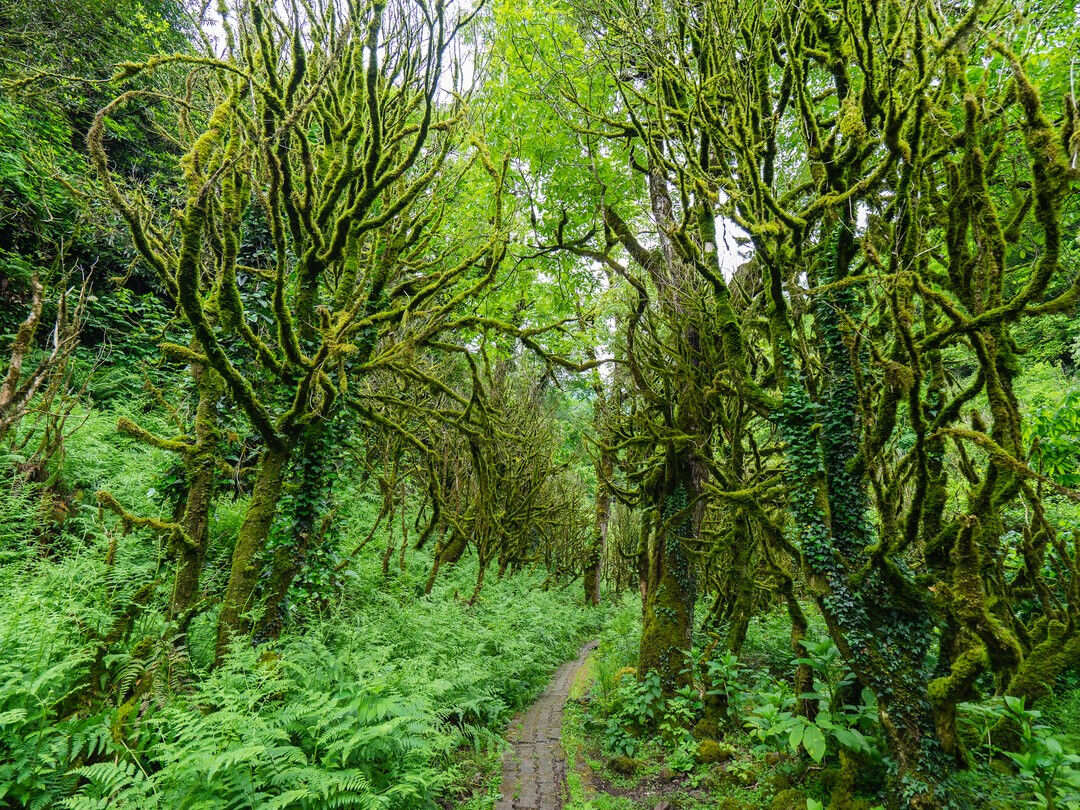 Индивидуальная Экскурсия  по горной Аджарии - потрясные виды, водопады (6/9)