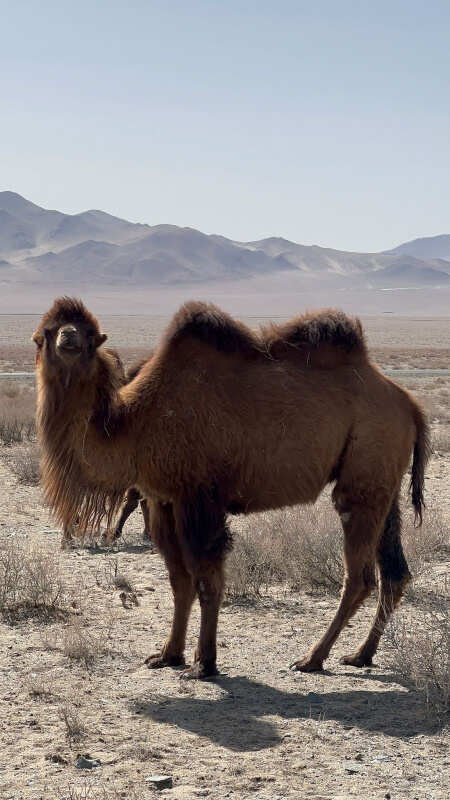 Amazing Mongolia (3/31)