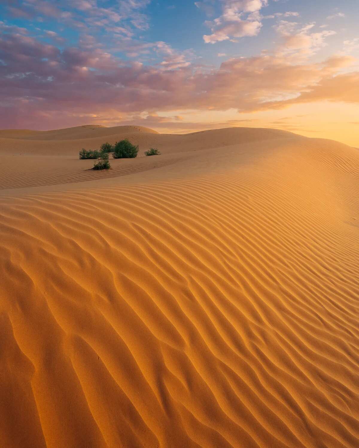 Цветение Лотосов В Дельте Волги (9/21)