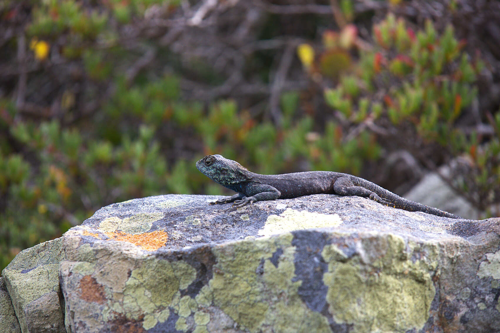 Топ-тур в Юар: треккинги, сафари и киты (38/64)