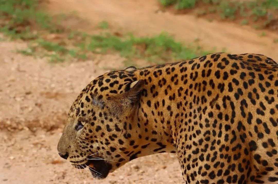 Сафари Яла забираем из любого города Шри-Ланки (2/9)
