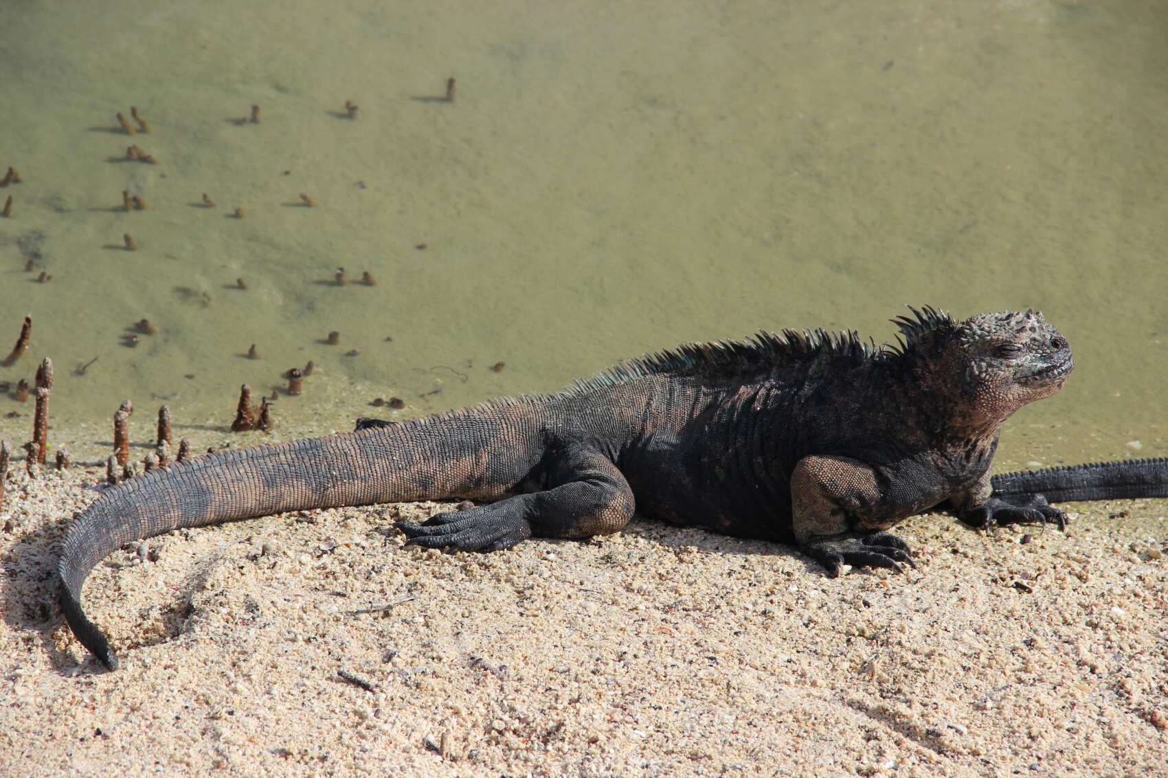 6 дней исследования Гапагосских островов: приключение в стране чудес природы (6/7)