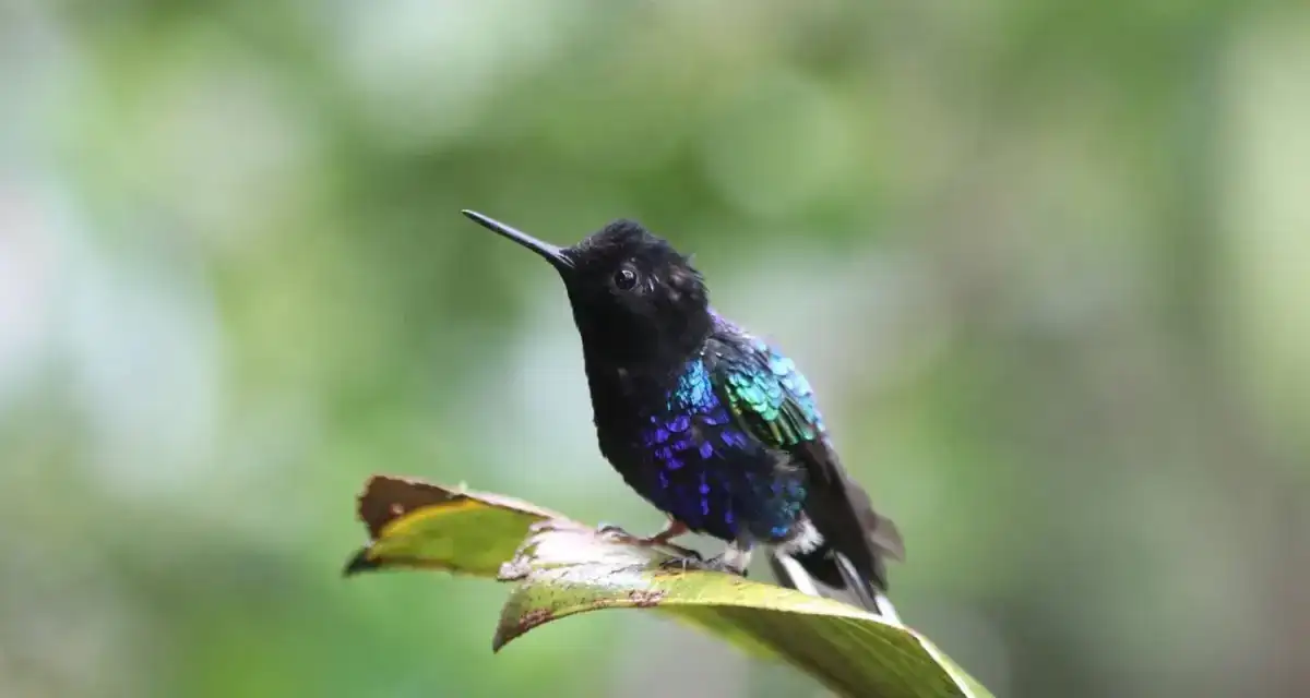 Эквадорские Анды, природа и культура (7/31)