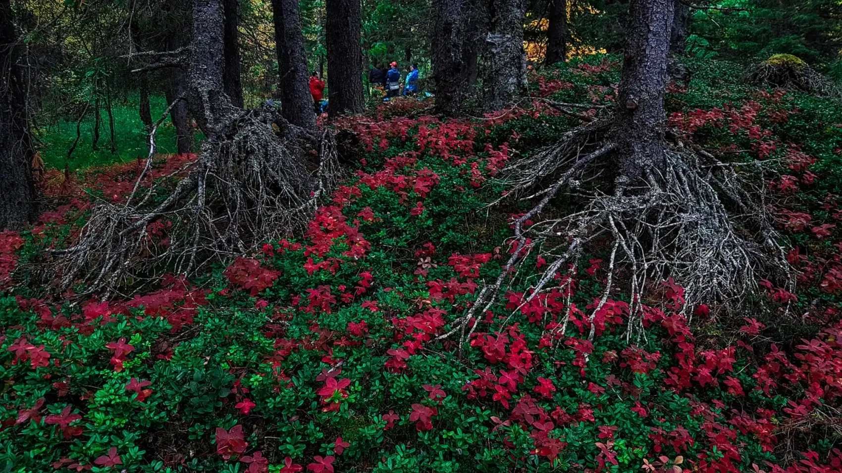 Ловозерские тундры (3/34)