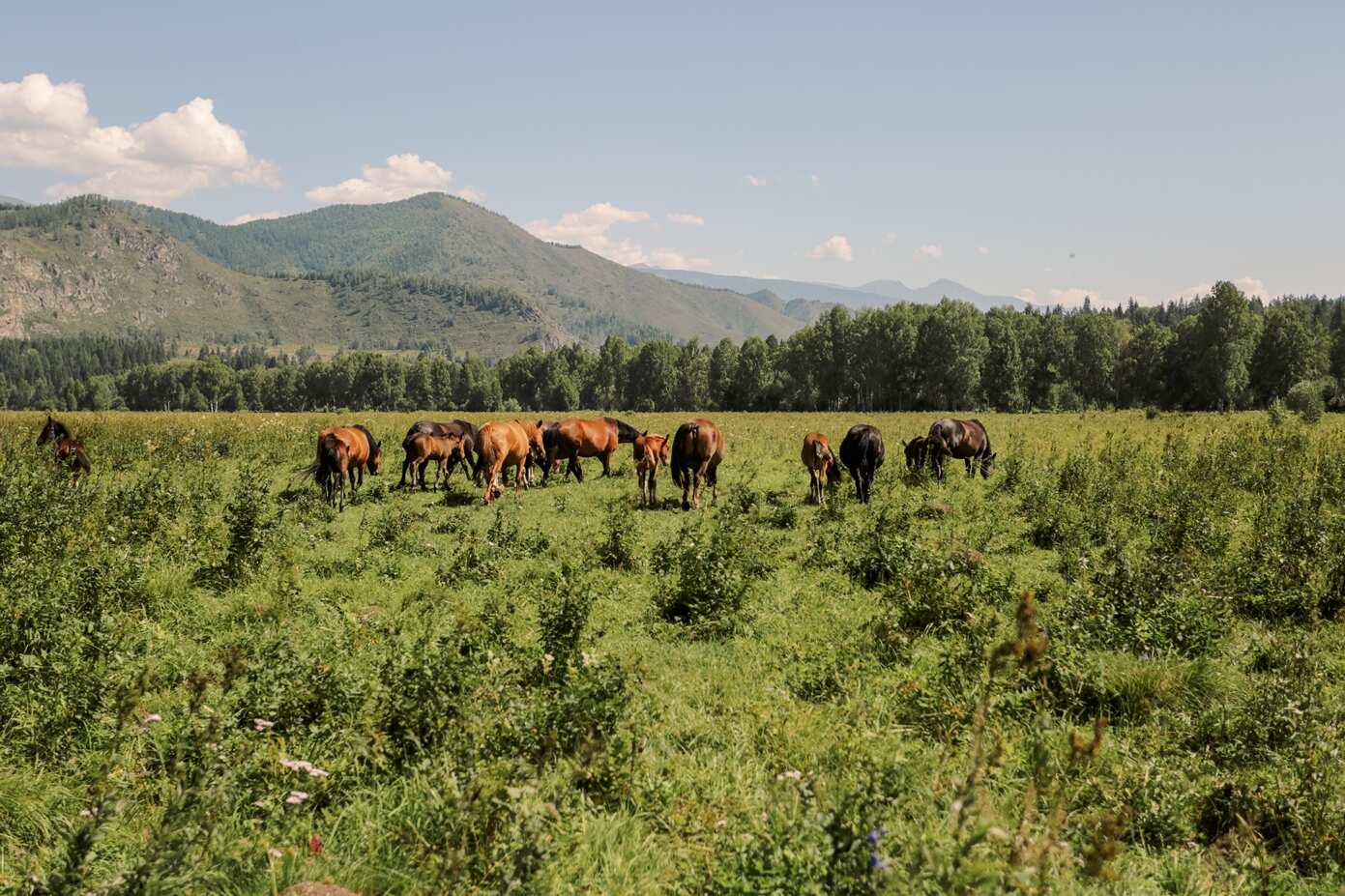 Алтай. Глубокое погружение в природу с комфортом (7/34)