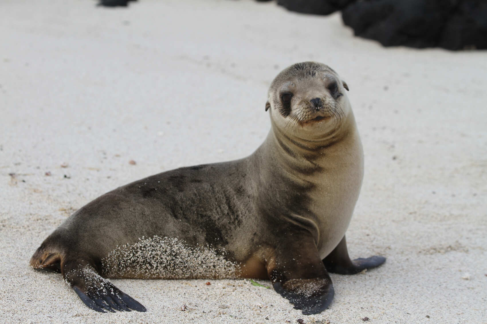 7-дневный бюджетный тур по Галапагосским островам в Сан-Кристобале (3/7)