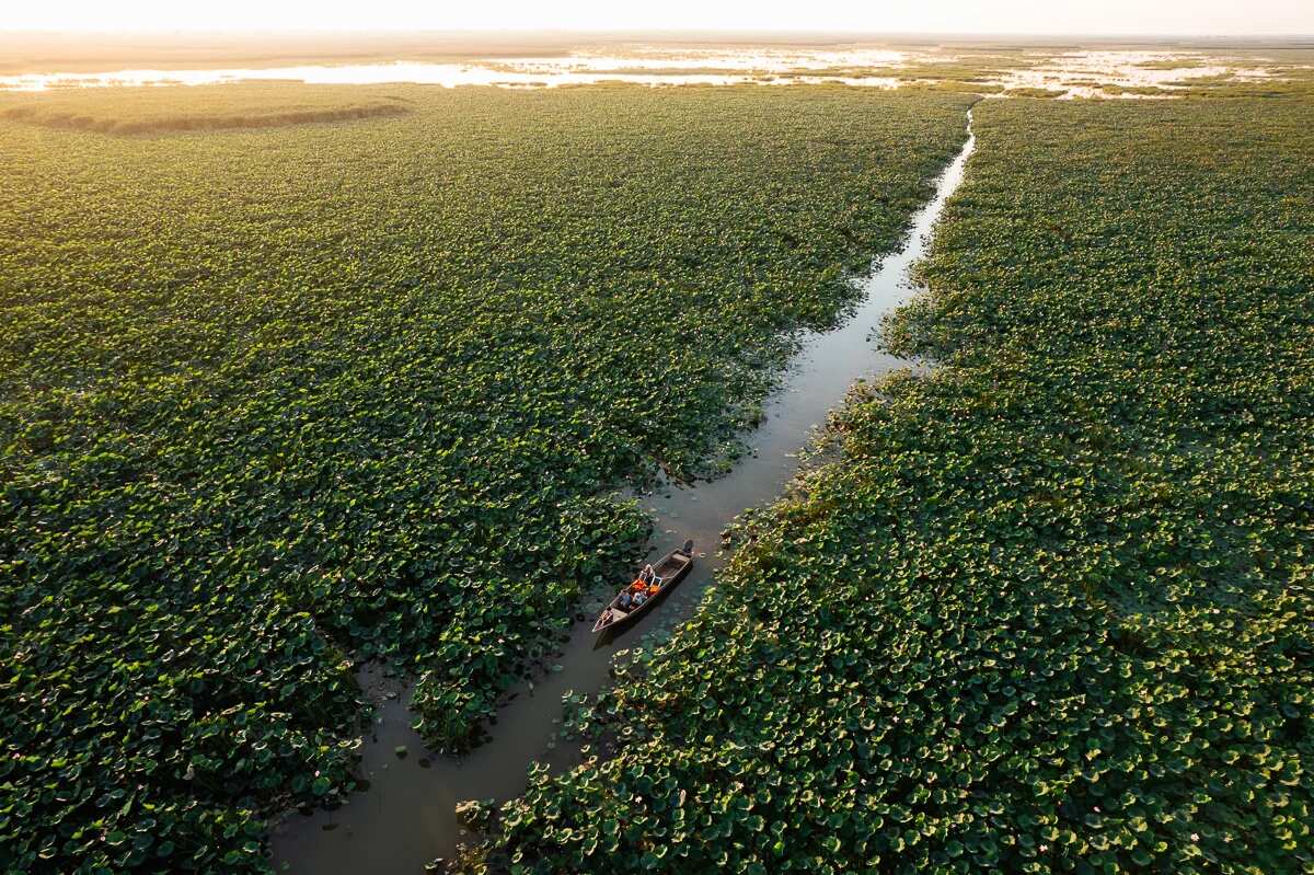 Цветение Лотосов В Дельте Волги (12/21)