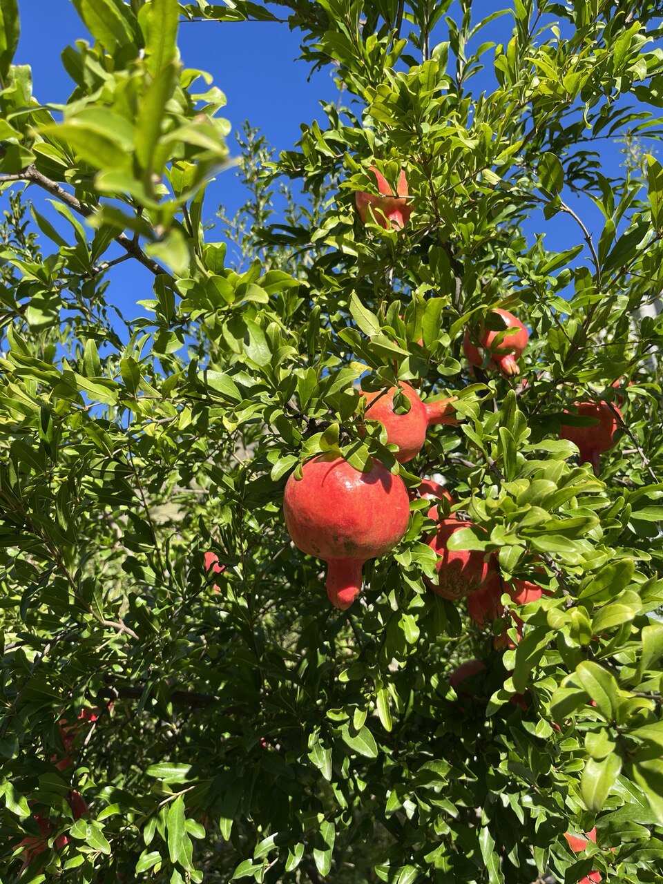 Молодёжный Тур В Дагестан (36/84)