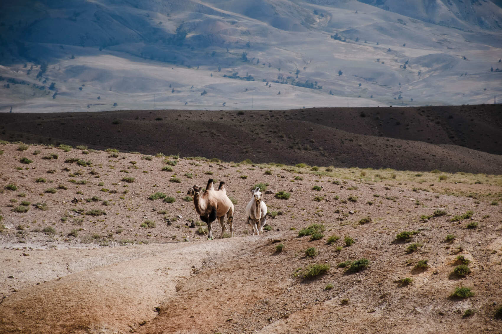  Тур по Чуйскому тракту до Алтайского Марса на 2 дня (31/38)