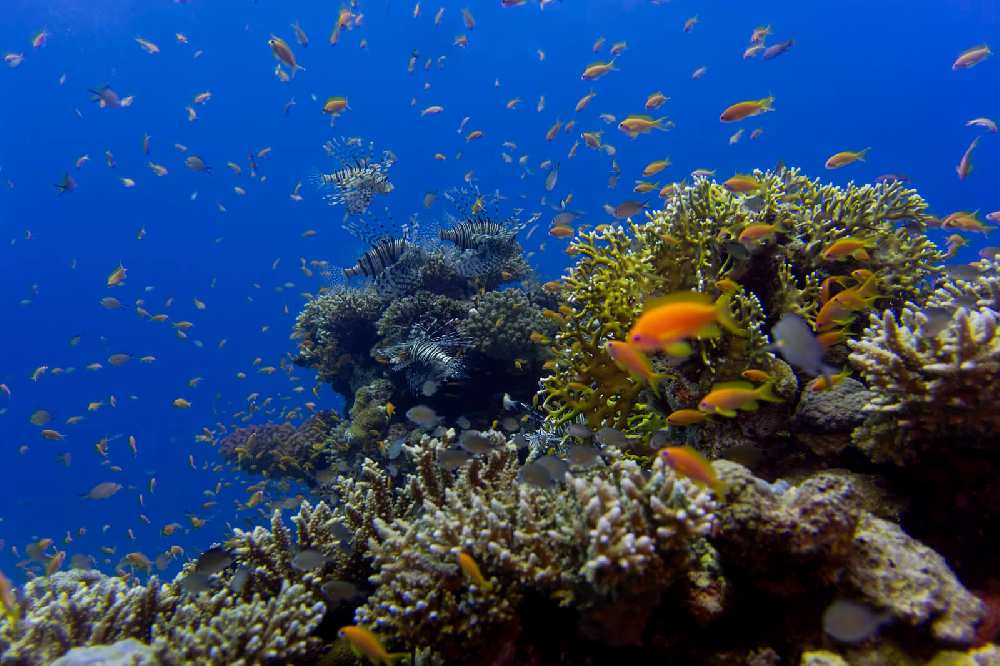 Красное море