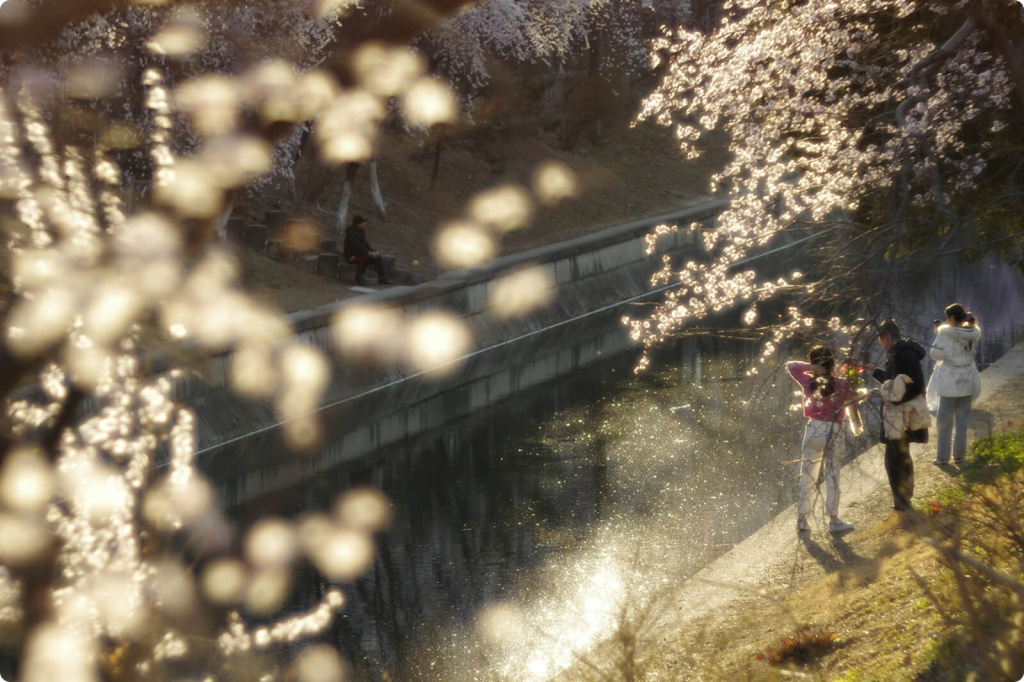 Река и цветущие деревья