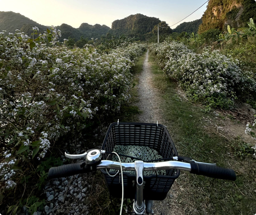 Поле цветов