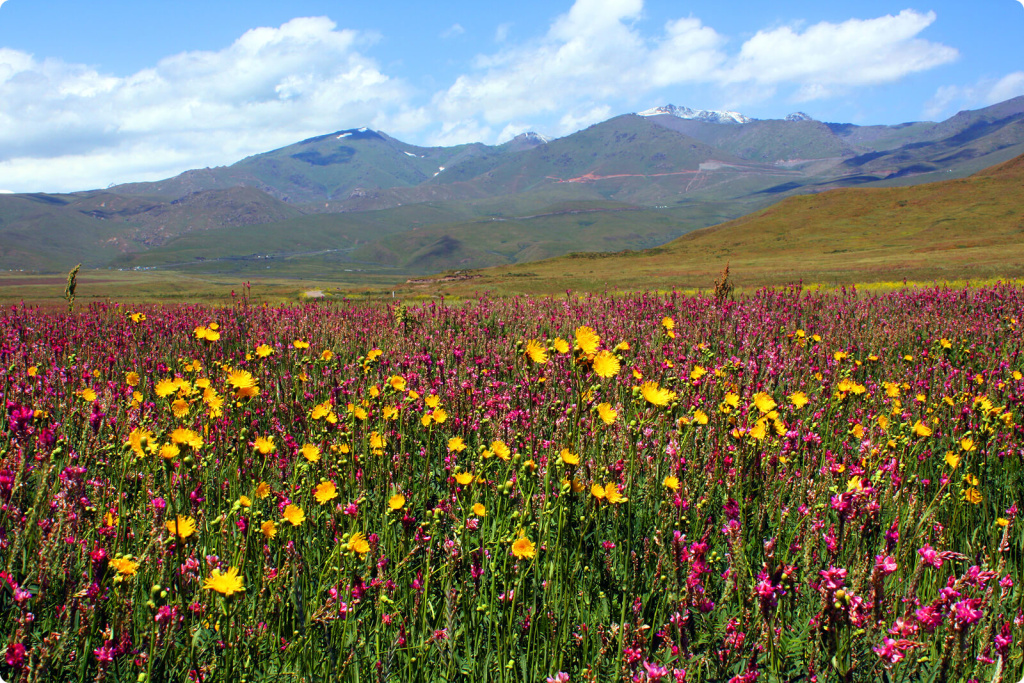Цветущие луга и горы