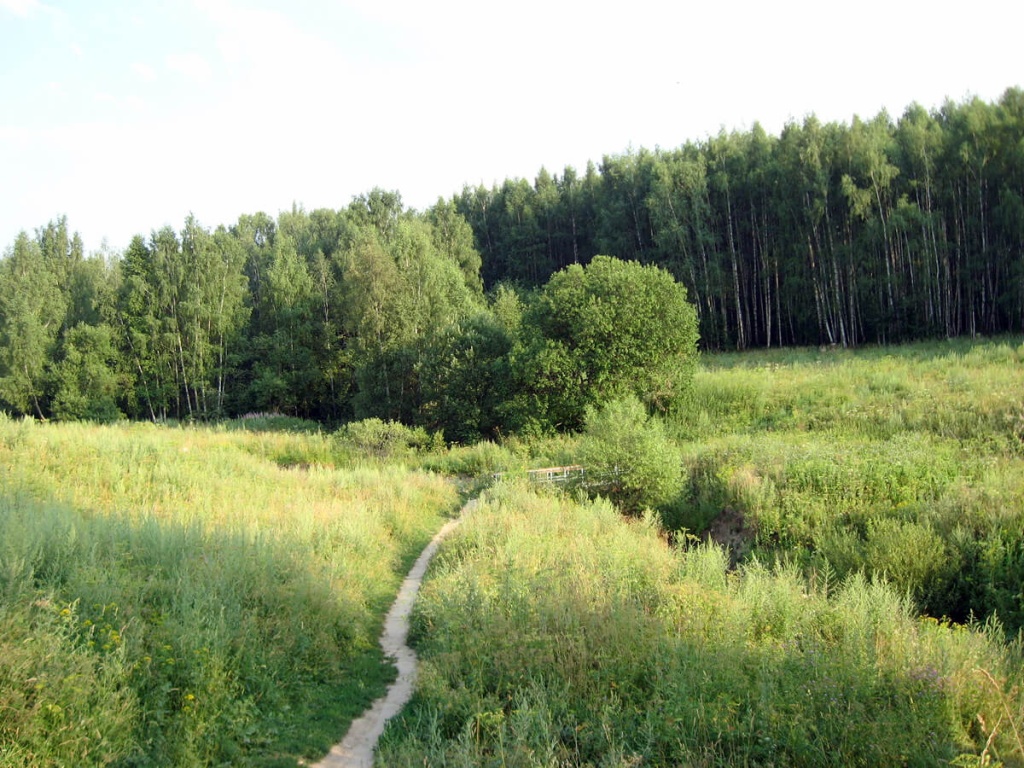 Лес