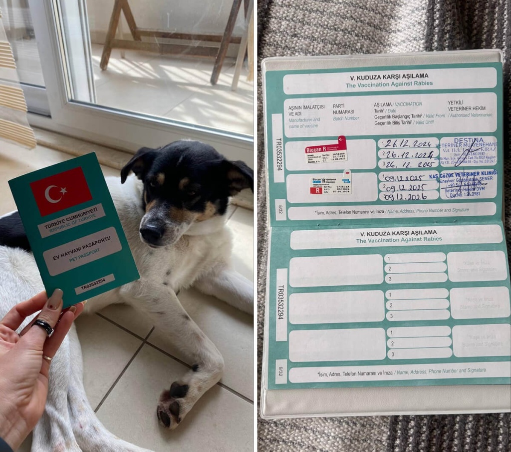 Прививки