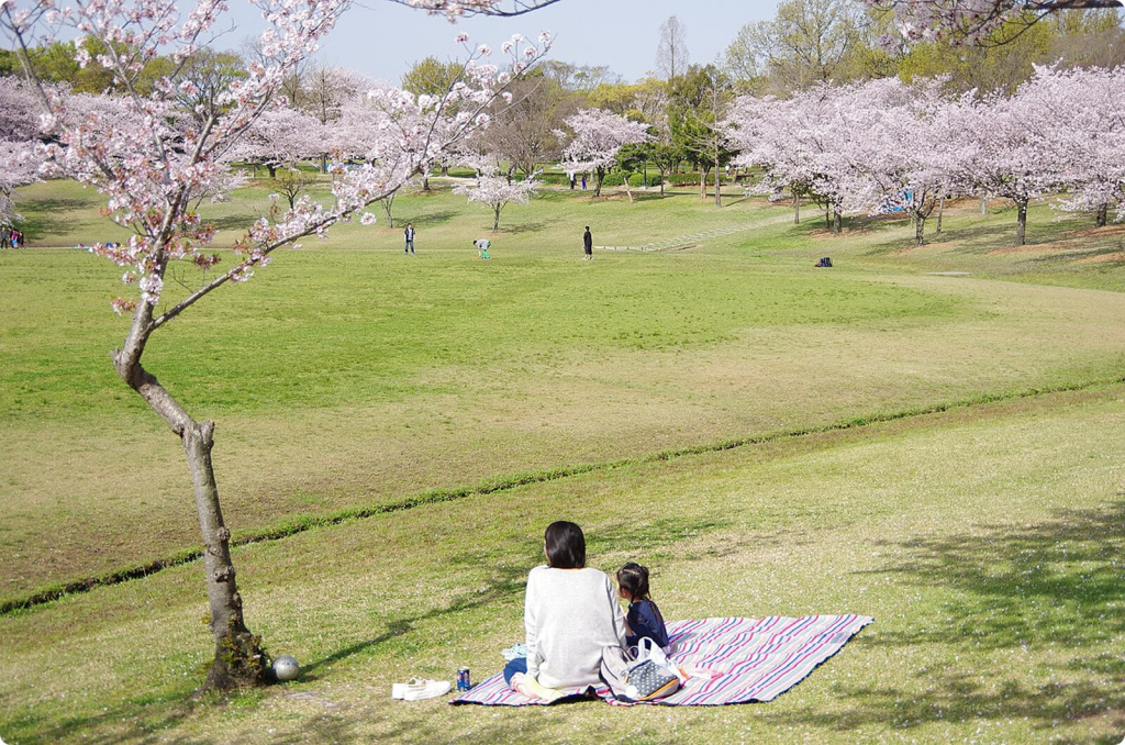 Люди любующиеся цветущими деревьями