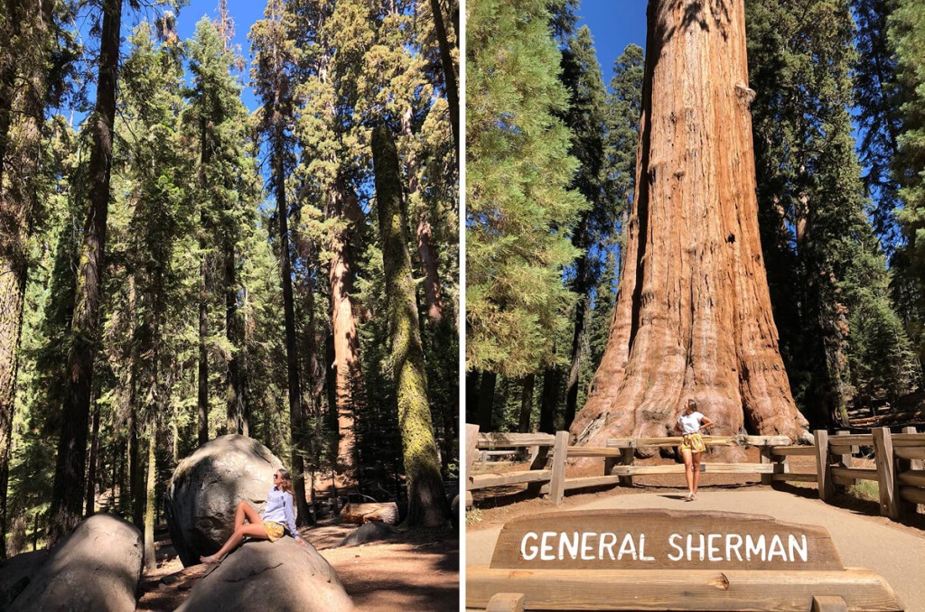 Секвойя