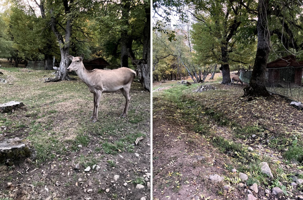 Олени