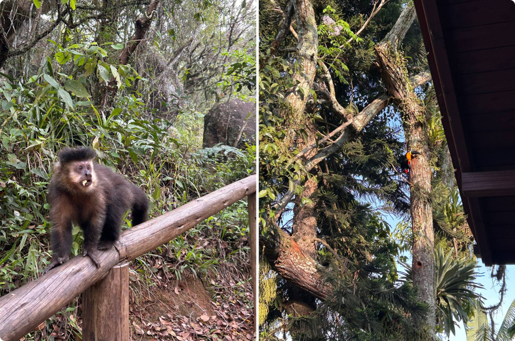 Обезьяна и птица