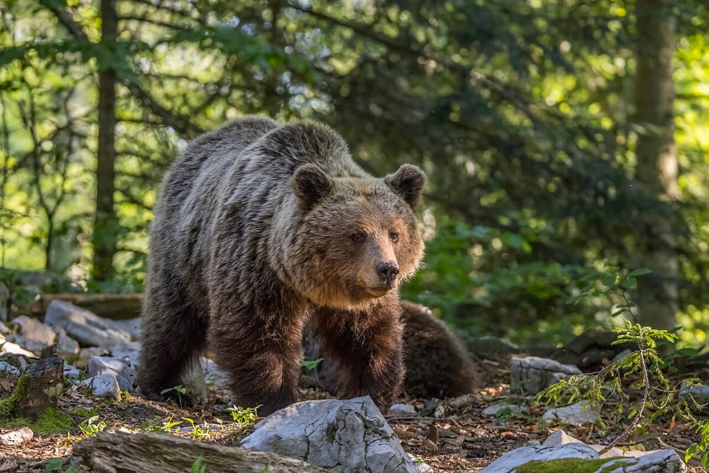 Медведи