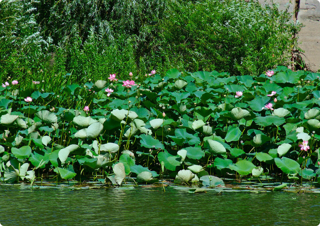 Лотосы