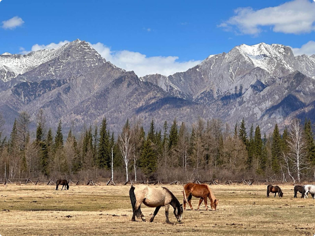 Горы и лошади