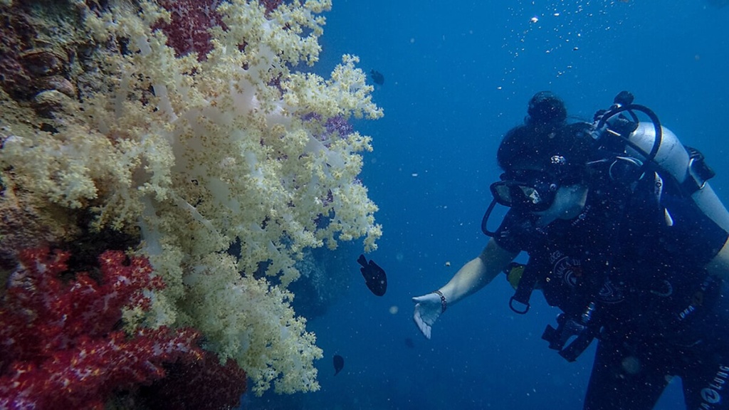 Кораллы