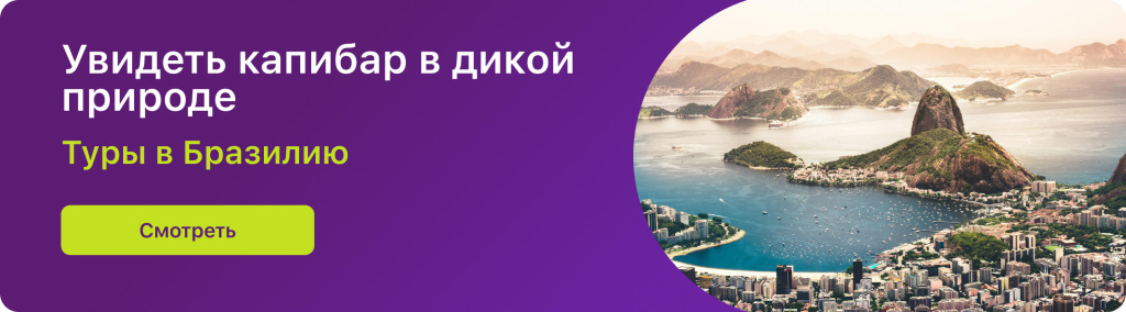 Увидеть капибар в дикой природе