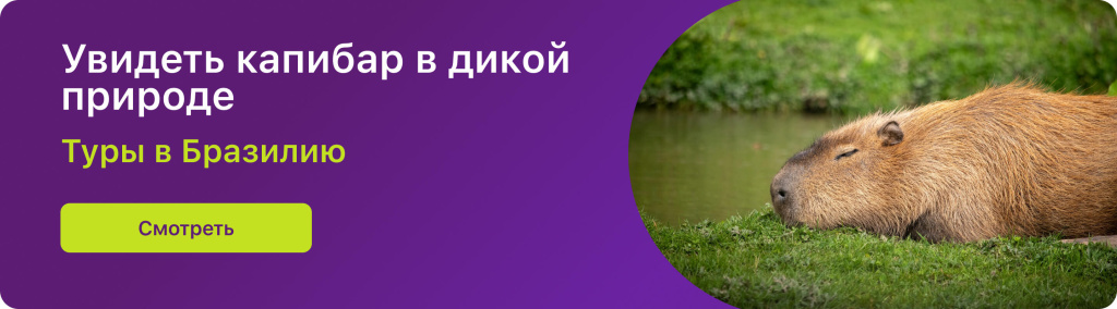 Увидеть капибар в дикой природе
