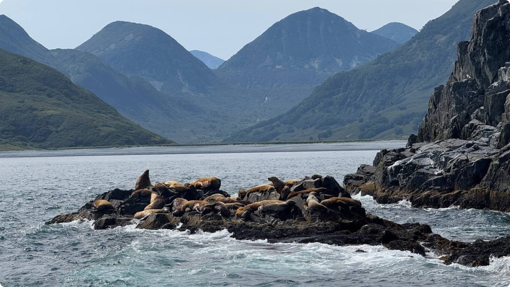 Морские котики