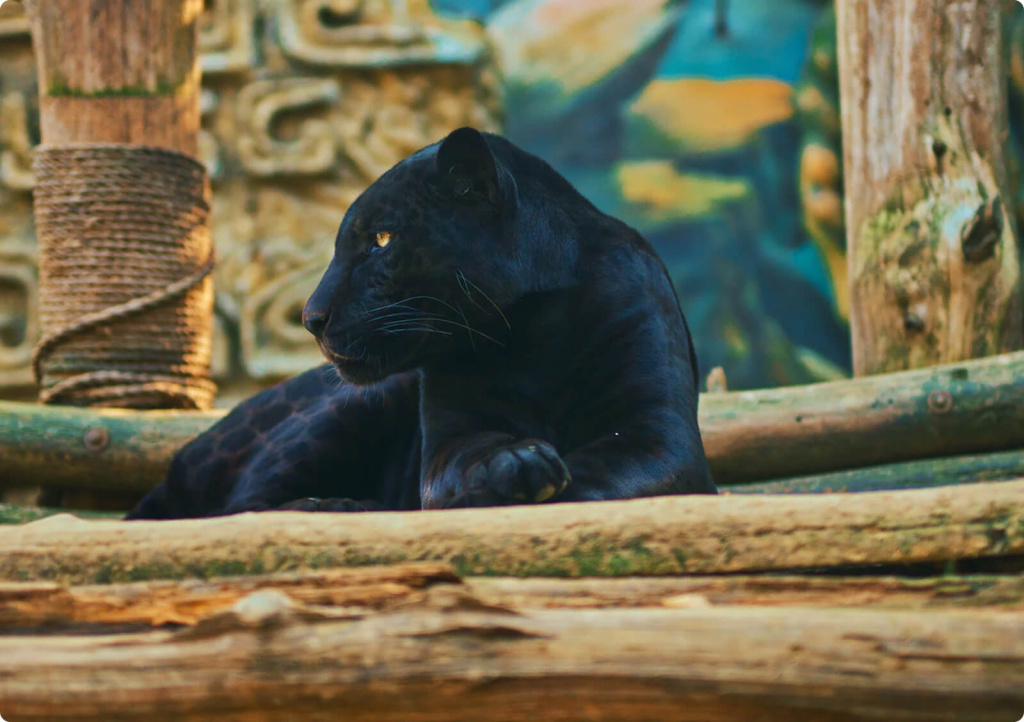 Черная пантера