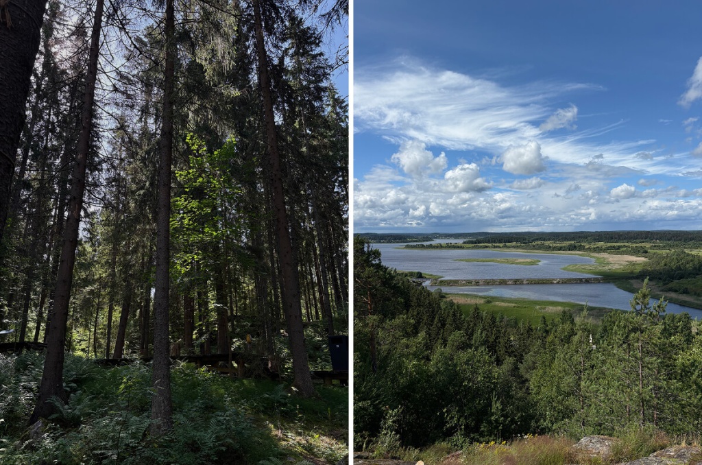 Лес и река
