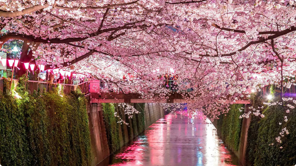 Цветение сакуры