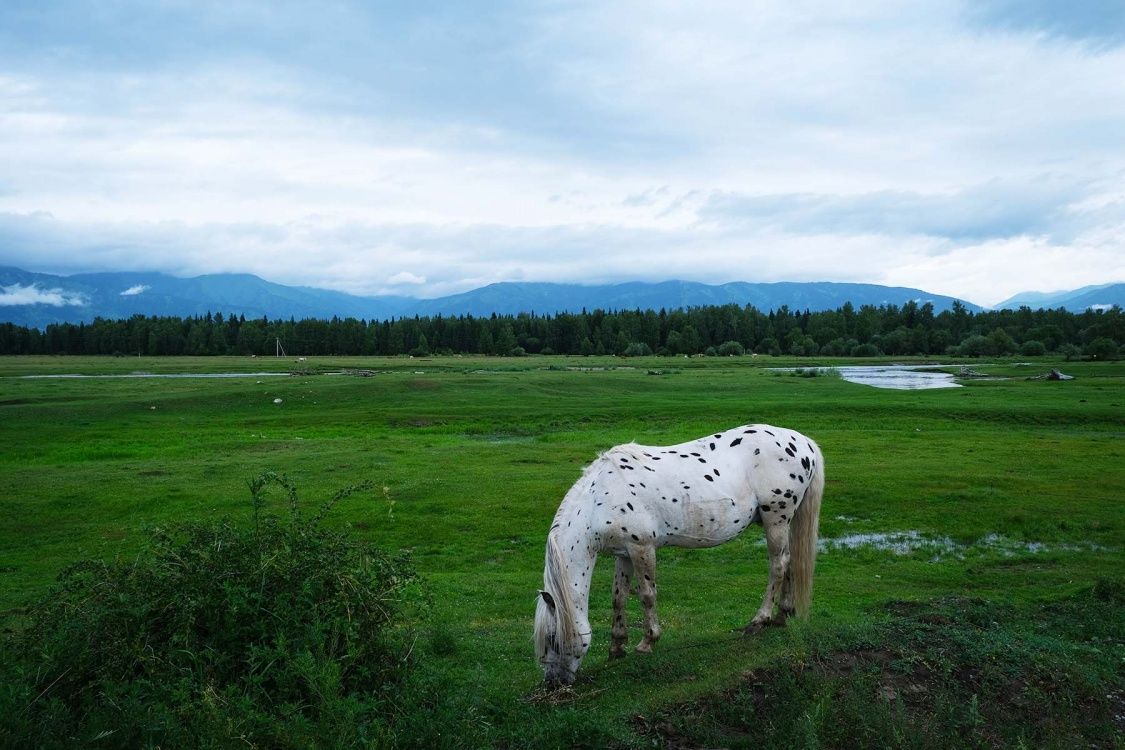 Большой конный тур к Белухе