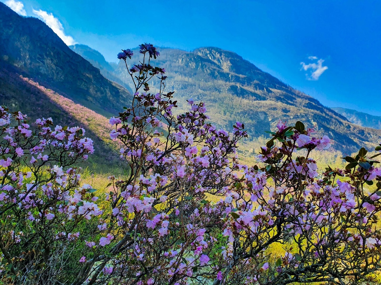 Алтайский Марс и цветение маральника
