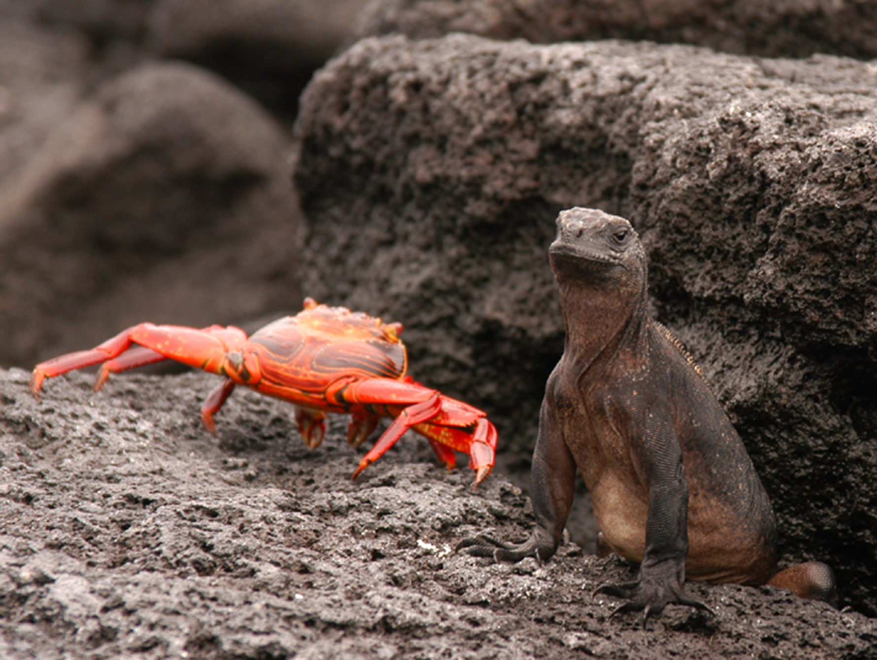 Анды, Амазония и Галапагосские острова (15/18)