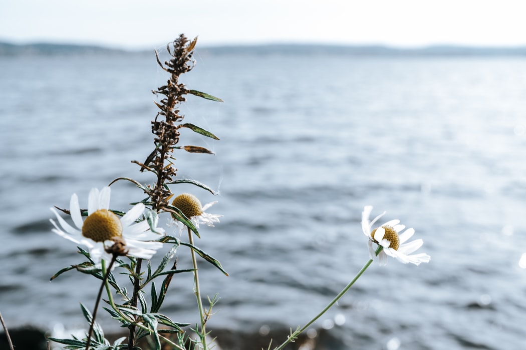 Река Кереть и безграничное Белое море (8/35)