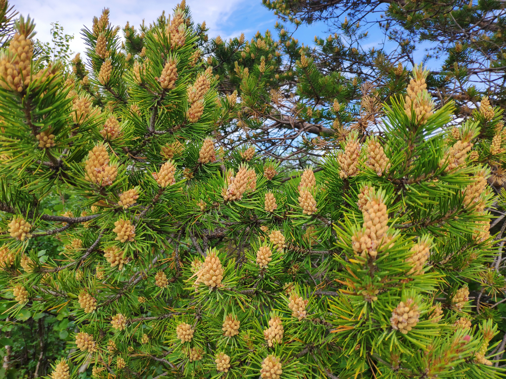 По Белому морю на морских каяках (9/33)