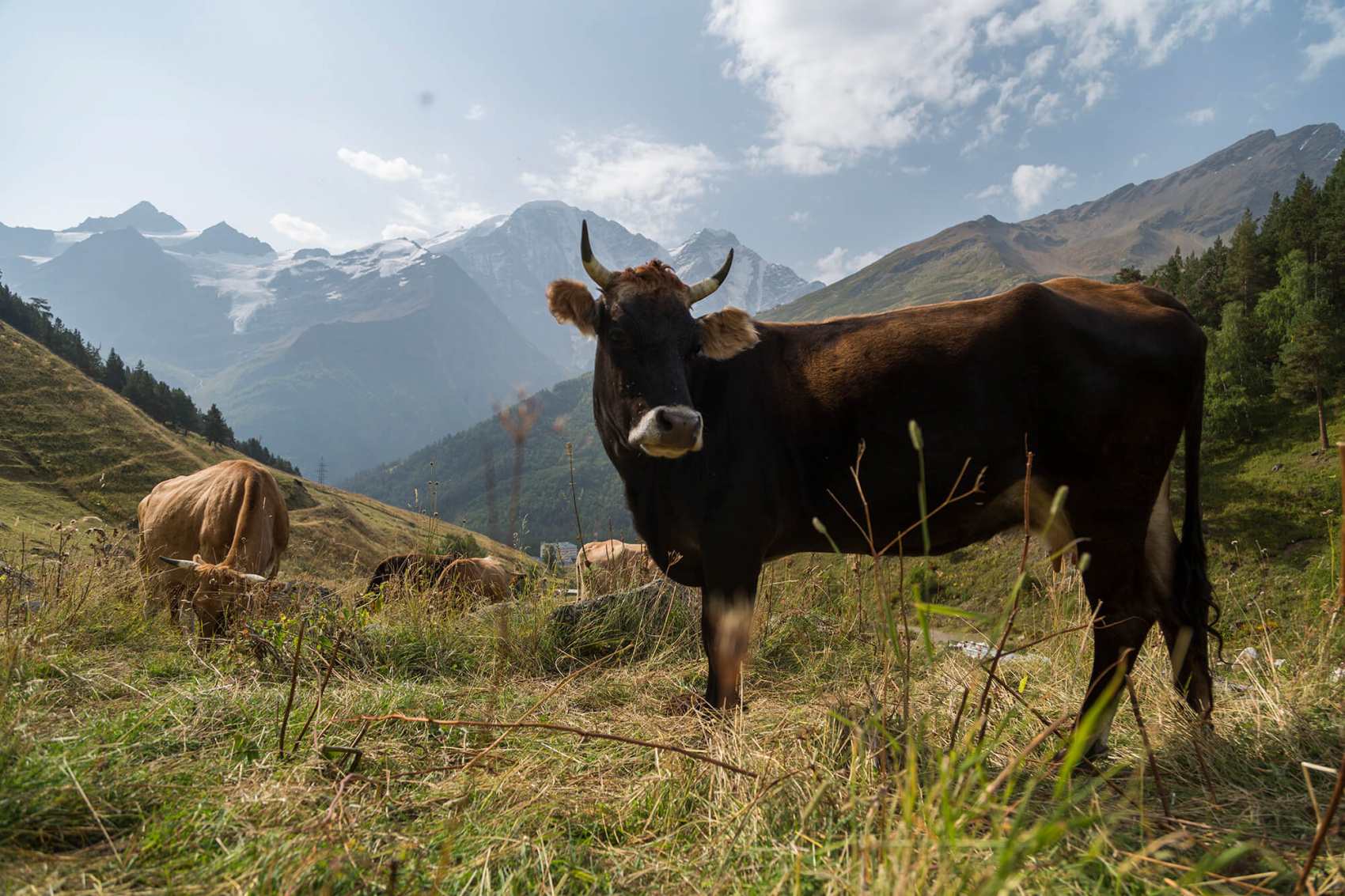 Неделя отдыха в Приэльбрусье (5/26)