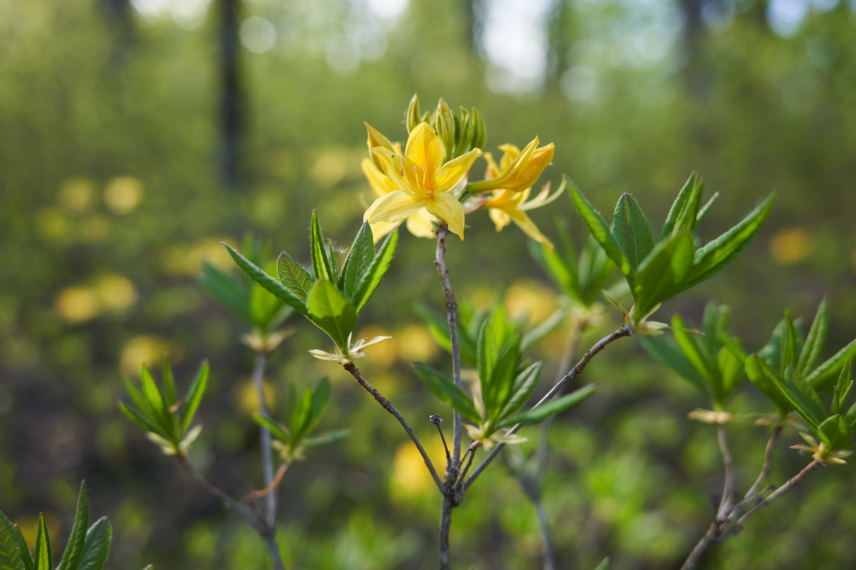 Всесоюзный маршрут 30: через горы к морю (поход) (9/33)