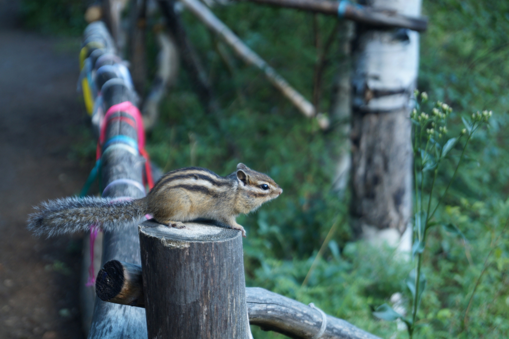 Алмазные грани Байкала (5/30)