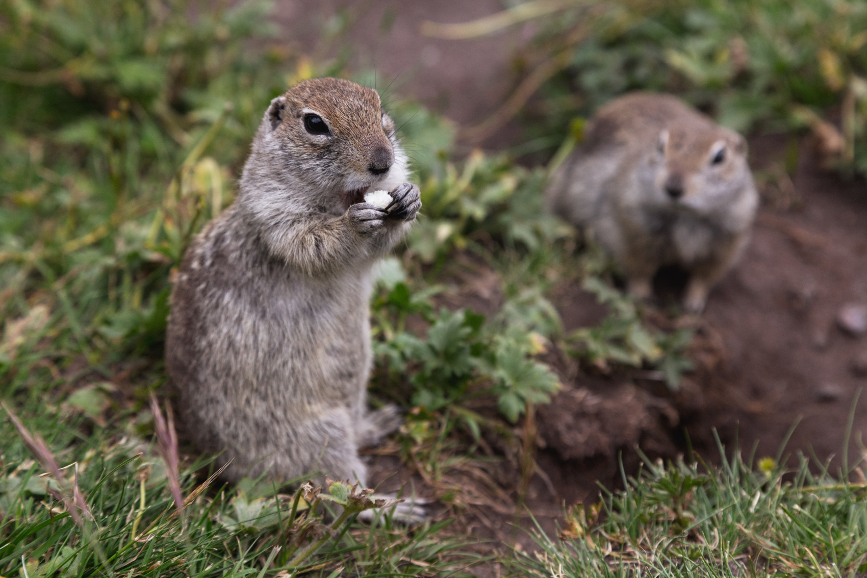 Восхождение Эльбрус с Севера (31/61)